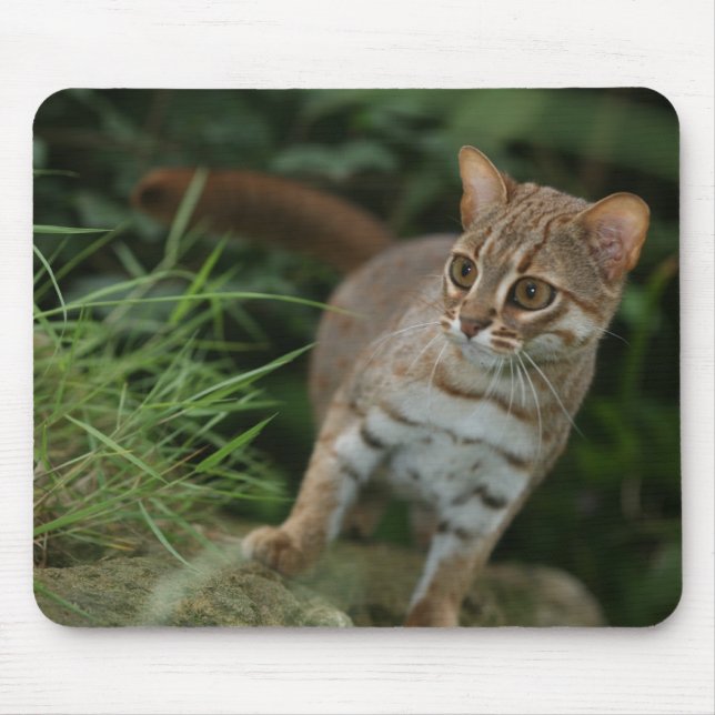 Mousepad - Rusty spotted cat (Front)