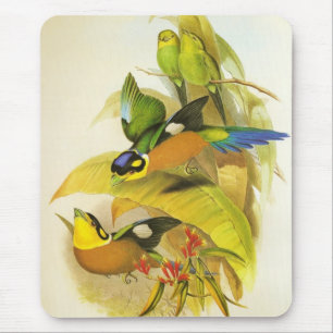 Mousepad Vintage Long-tailed Broadbill Birds