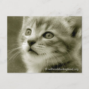 Mouser Watching a Bird Postcard