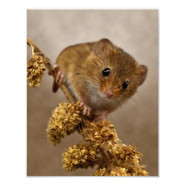 Mousie Print (Front)
