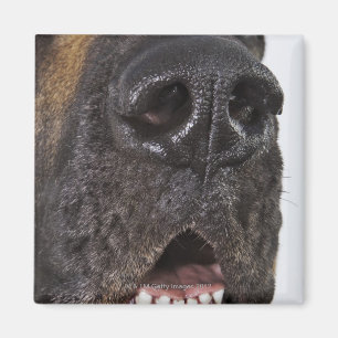 Mouth of Great Dane, close-up Magnet