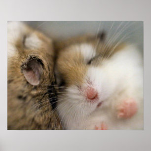 Move over Bob Poster