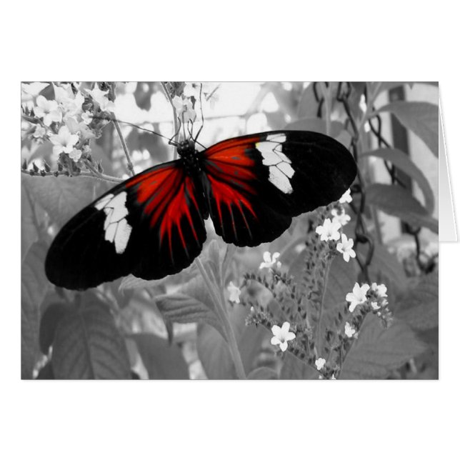 Moving Card, Red Butterfly (Front Horizontal)