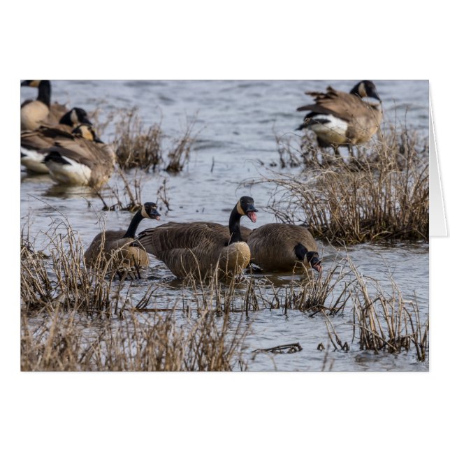 Moving In (Front Horizontal)