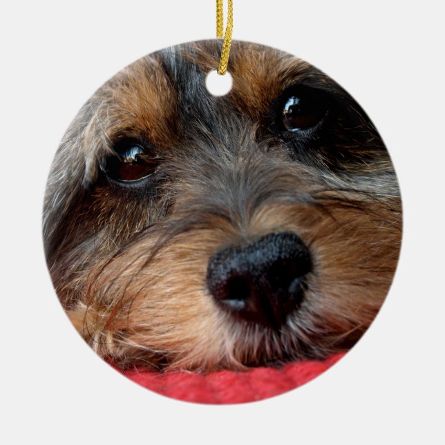 Moxi Clean as a Whistle Shorkie Ornament (Front)