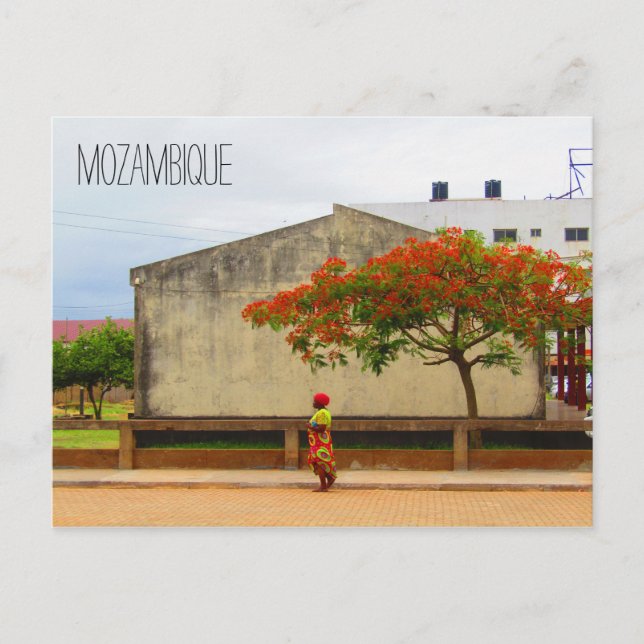 mozambique flame tree postcard (Front)