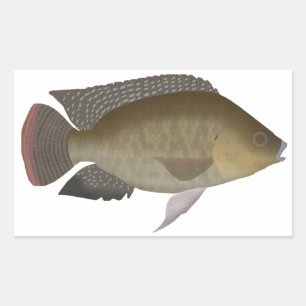 Mozambique Tilapia Rectangular Sticker