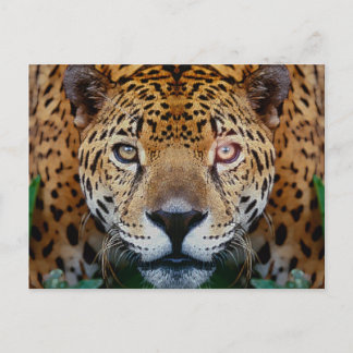 mp 38 postcard
