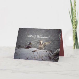 Mr and Mrs Duck Holiday Card