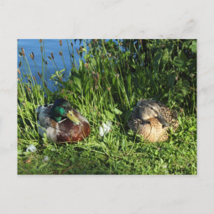 Mr and Mrs Mallard Postcard