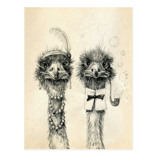 Mr. and Mrs. Ostrich Postcard