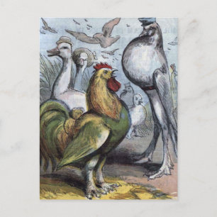 "Mr. Bantam" Vintage Illustration Postcard
