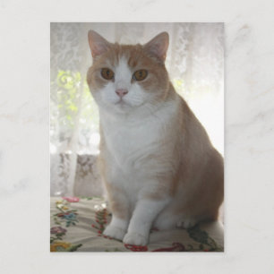 Mr. Big Eyes Postcard