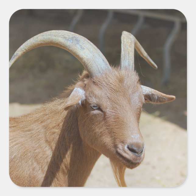 Mr.Bill Square Sticker (Front)