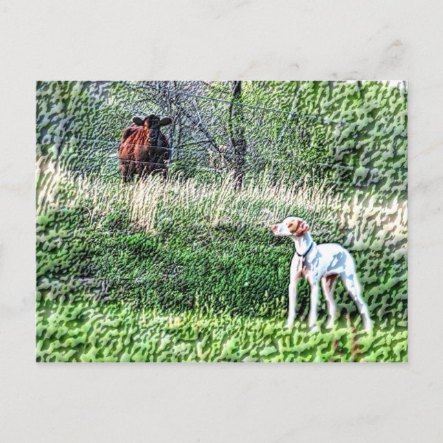 Mr. Bo-Bo versus The Moo Cow Postcard (Front)