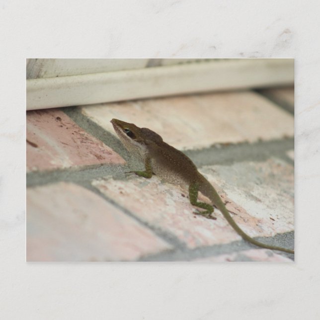 Mr Brown Lizard Postcard (Front)