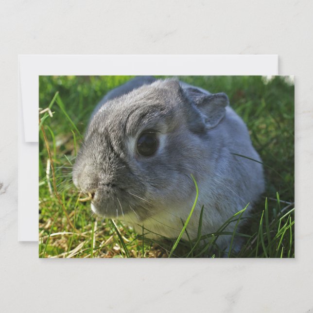 Mr. Bunny's Close Up (Front)