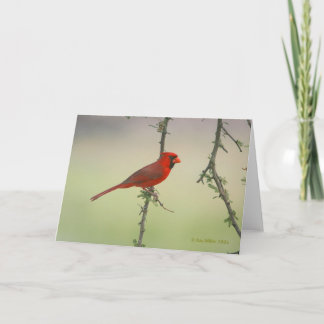 Mr. Cardinal Card