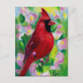 Mr. Cardinal Postcard