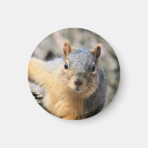 Mr.Cutie Magnet