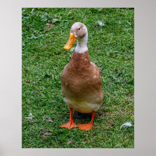 Mr. Duck Poster (Front)