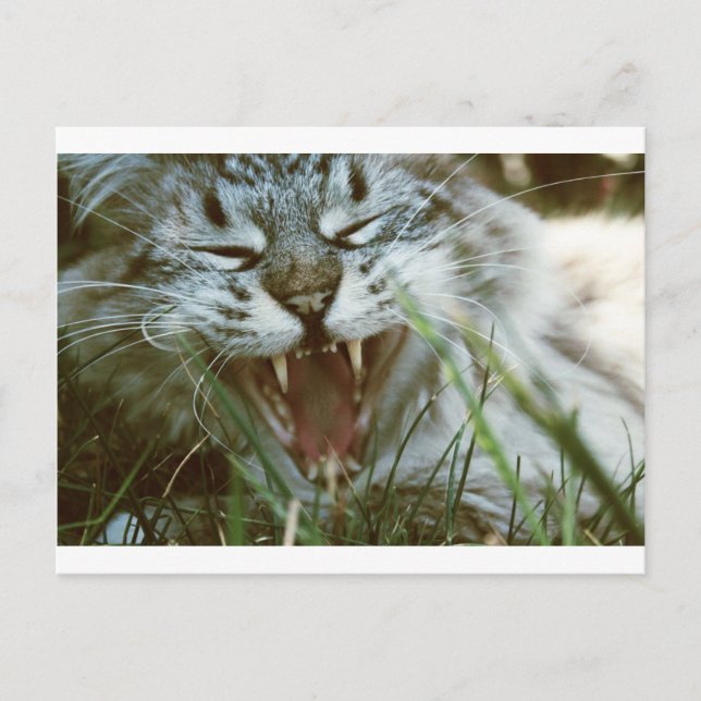 Mr. Fangs Postcard (Front)