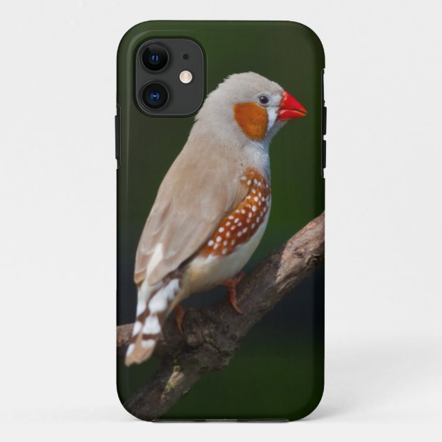 Mr Finch iPhone 5 Case (Back)