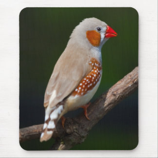 Mr Finch Mousemat