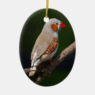 Mr Finch Ornament