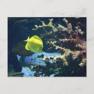 Mr Fishy! Postcard