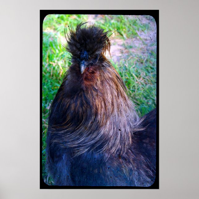 Mr. Fluffy the Silkie Rooster Poster (Front)