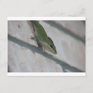 Mr Green Lizard Postcard