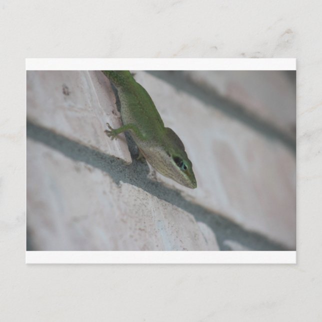 Mr Green Lizard Postcard (Front)