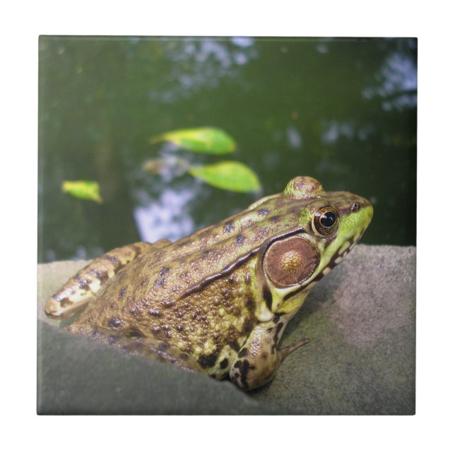 Mr. Jeremy Fisher Tile (Front)