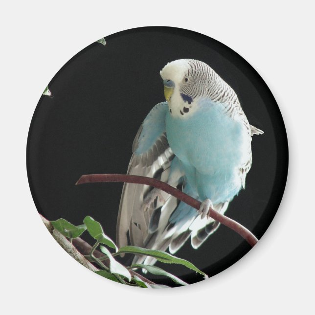Mr. Jill Budgie Round Magnet (Front)