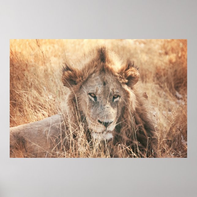 MR LION KING POSTER (Front)