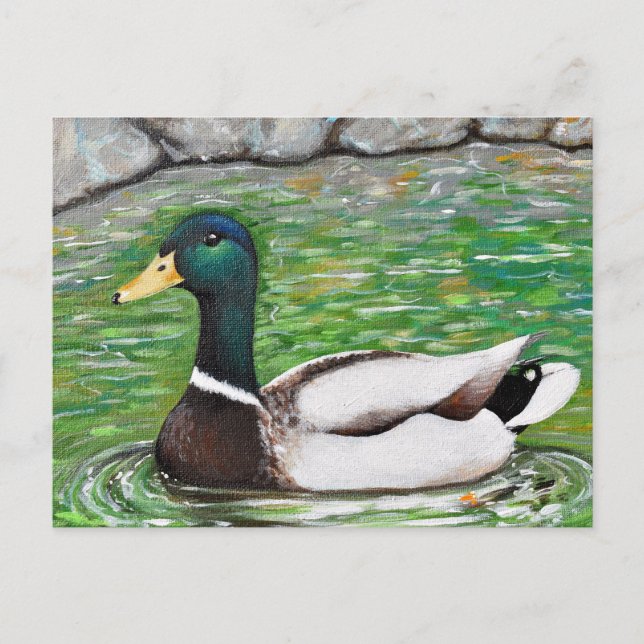 Mr Mallard Duck Painting Postcard (Front)