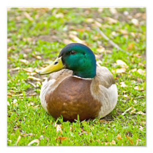 Mr. Mallard Duck Photo Print