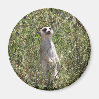 Mr Meerkat Magnet