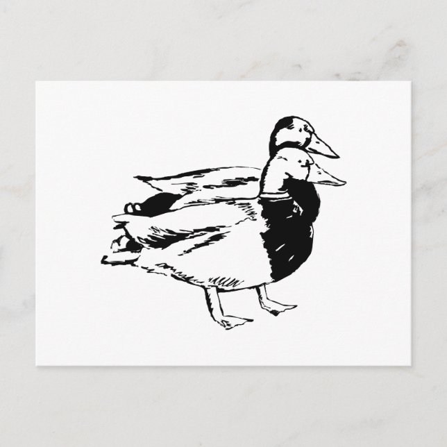 Mr & Mrs Duck Postcard (Front)