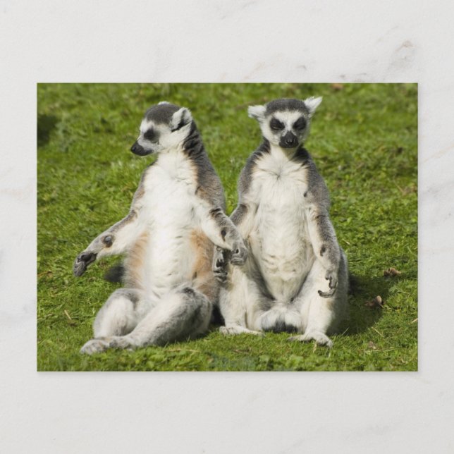 Mr & Mrs Lemur Postcard (Front)