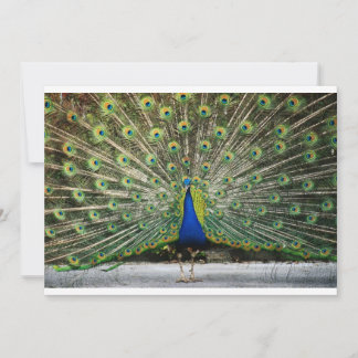 Mr. Peacock Invitation