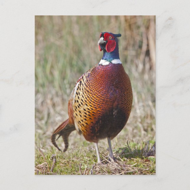 Mr Pheasant Postcard (Front)