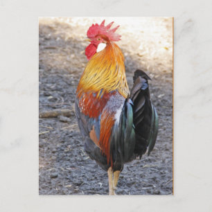 Mr. Rooster Postcard