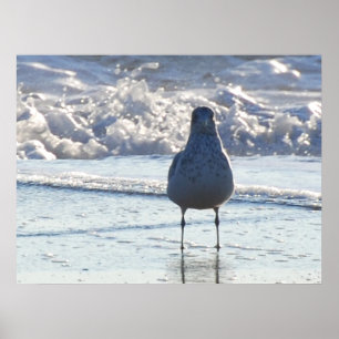 Mr. Seagull Poster