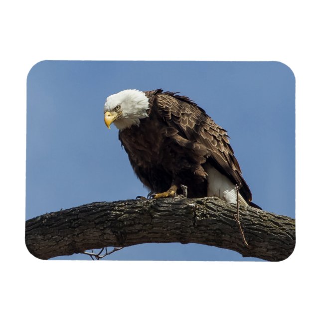 Mr. Serious Magnet (Horizontal)