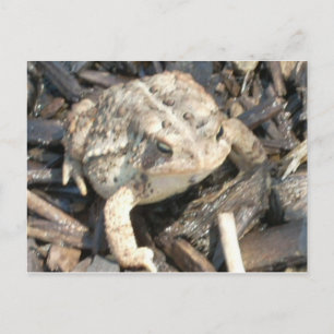 Mr. Toad Postcard