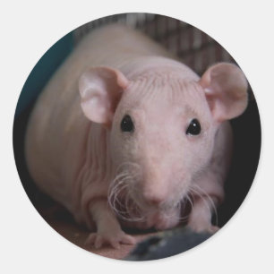 Mr Wiggles Classic Round Sticker