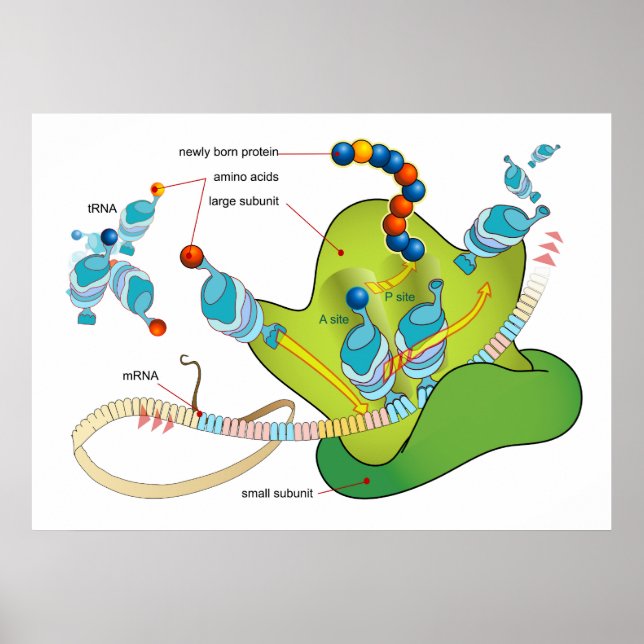 mRNA and Protein Synthesis in Ribosomes Diagram Poster (Front)