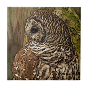 Mrs Barred Owl Tile